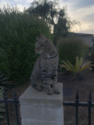 Found/Stray Unknown Cat last seen Intersection of Iowa and Meade , San Diego, CA 92104