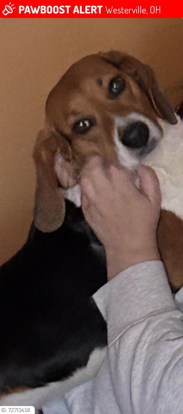 Lost Male Dog last seen West Main St & Spring Hollow. across from Spring Hollow Park, Westerville, OH 43081
