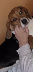 Lost Male Dog last seen West Main St & Spring Hollow. across from Spring Hollow Park, Westerville, OH 43081