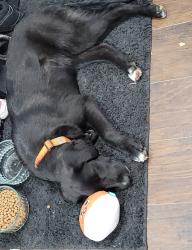 Found/Stray Female Dog last seen 31st/21st memorial highway, Tulsa, OK 74129