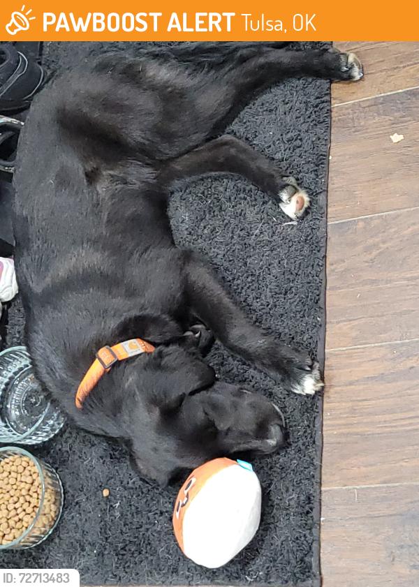 Found/Stray Female Dog last seen 31st/21st memorial highway, Tulsa, OK 74129