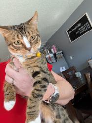Lost Female Cat last seen Lafitte larose hwy and ames, Estelle, LA 70072