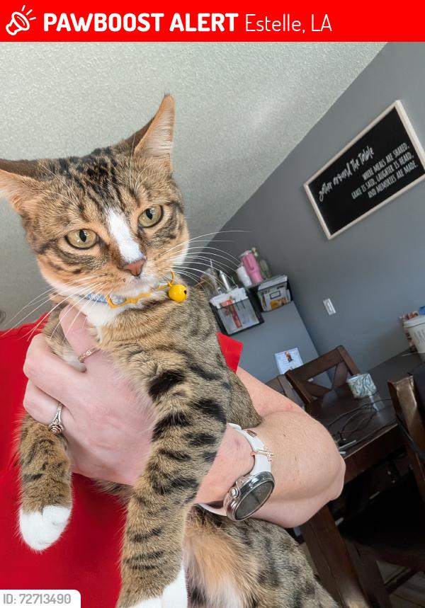 Lost Female Cat last seen Lafitte larose hwy and ames, Estelle, LA 70072