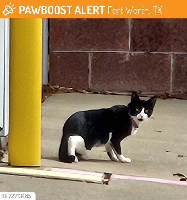 Found/Stray Unknown Cat last seen On public storage property. 5600 Bryant Irvin rd, Fort Worth, TX 76132