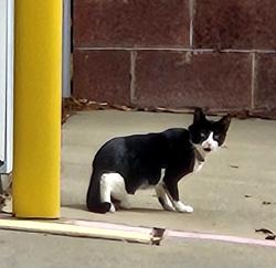 Found/Stray Unknown Cat last seen On public storage property. 5600 Bryant Irvin rd, Fort Worth, TX 76132