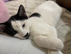 Lost Male Cat last seen Pet Petco, Oakland Park, FL 33334