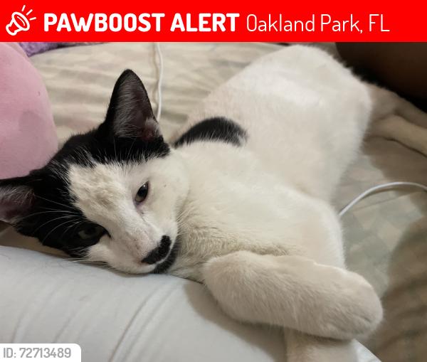 Lost Male Cat last seen Pet Petco, Oakland Park, FL 33334