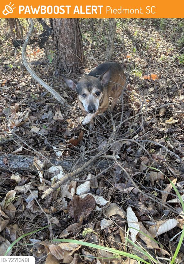 Found/Stray Male Dog last seen Trinity baptist tabernacle and Christina school, Piedmont, SC 29673