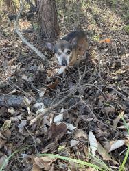 Found/Stray Male Dog last seen Trinity baptist tabernacle and Christina school, Piedmont, SC 29673
