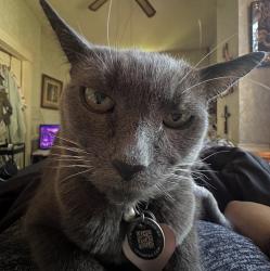 Lost Male Cat last seen Floyd Ave and Dooley Ave , Richmond, VA 23221