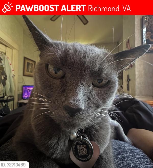 Lost Male Cat last seen Floyd Ave and Dooley Ave , Richmond, VA 23221