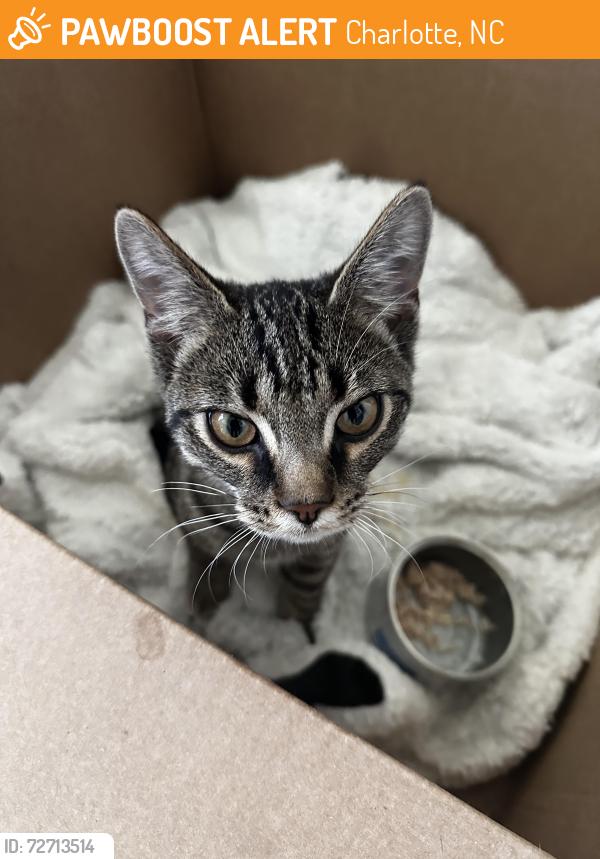 Found/Stray Female Cat last seen Near Accent Berkeley Ct apmt under a car, Charlotte, NC 28262