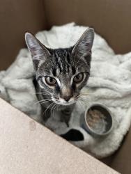 Found/Stray Female Cat last seen Near Accent Berkeley Ct apmt under a car, Charlotte, NC 28262
