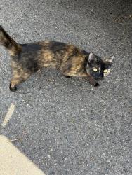 Found/Stray Unknown Cat last seen Monrovia and national , Costa Mesa, CA 92627