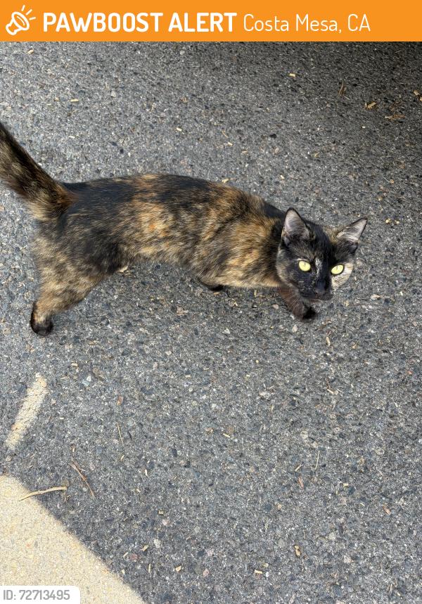 Found/Stray Unknown Cat last seen Monrovia and national , Costa Mesa, CA 92627