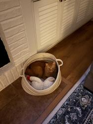 Lost Male Cat last seen Landings Drive and state road 390, Lynn Haven, FL 32444