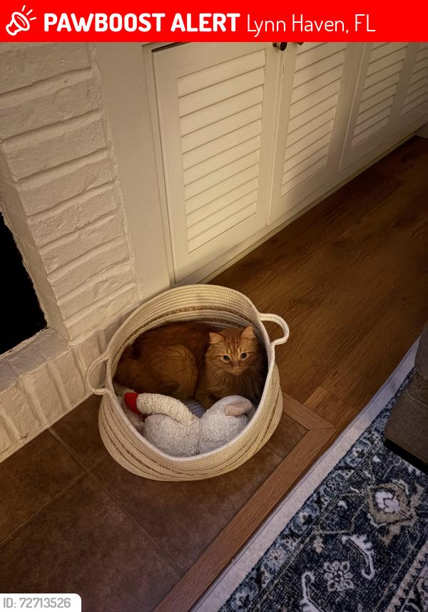 Lost Male Cat last seen Landings Drive and state road 390, Lynn Haven, FL 32444