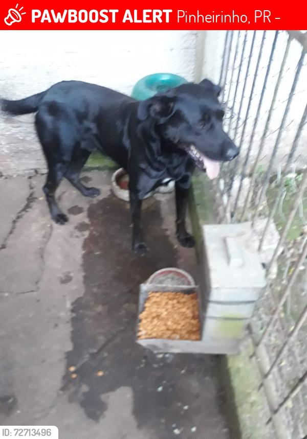 Lost Male Dog last seen Rua rosa tortato , Pinheirinho, PR 81020-490