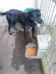 Lost Male Dog last seen Rua rosa tortato , Pinheirinho, PR 81020-490