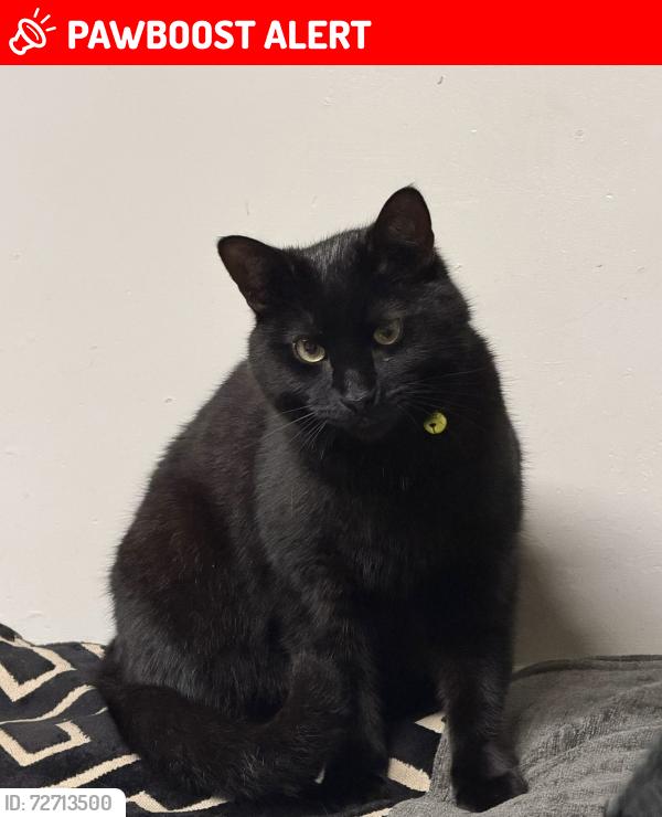 Lost Male Cat last seen Ashley rd, Greater London, England E7 8PE