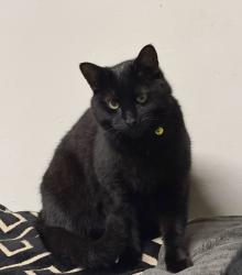 Lost Male Cat last seen Ashley rd, Greater London, England E7 8PE