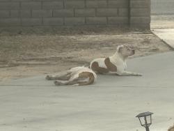 Found/Stray Unknown Dog last seen Mandan road and Symeron road, Apple Valley, CA 92307