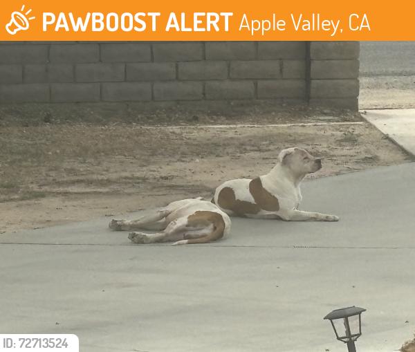 Found/Stray Unknown Dog last seen Mandan road and Symeron road, Apple Valley, CA 92307