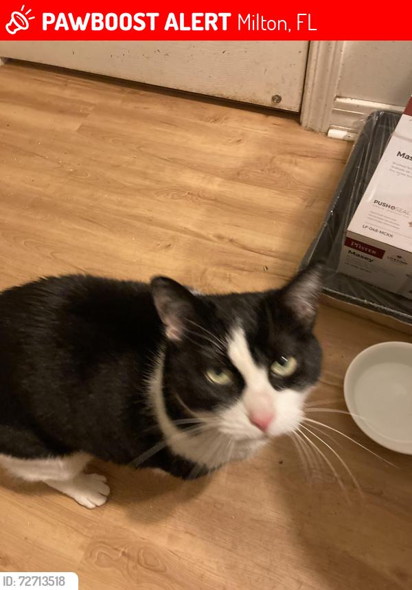 Lost Female Cat last seen Lewis Road, Milton FL, Milton, FL 32570