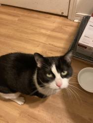 Lost Female Cat last seen Lewis Road, Milton FL, Milton, FL 32570