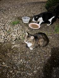Found/Stray Male Cat last seen Se 93rd and Woodstock , Portland, OR 97266