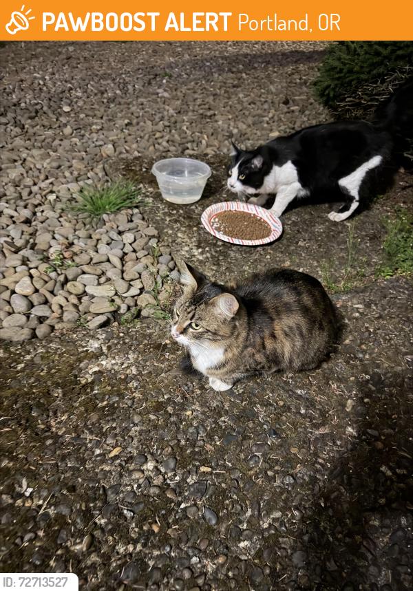 Found/Stray Male Cat last seen Se 93rd and Woodstock , Portland, OR 97266