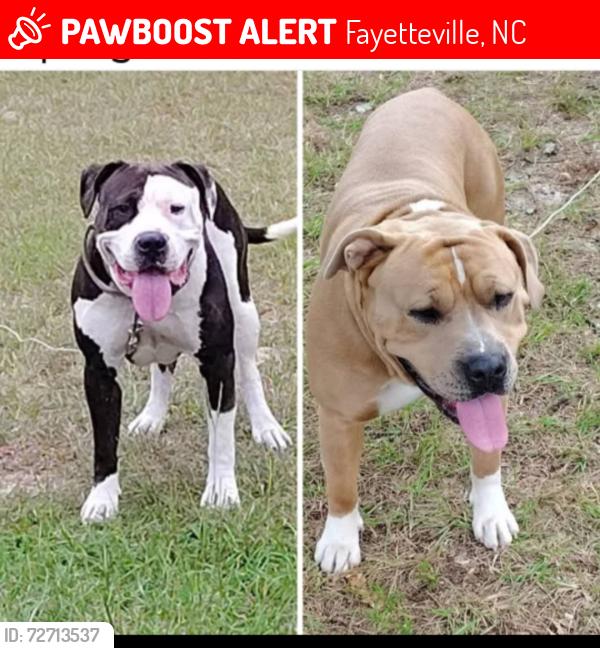 Lost Male Dog last seen Mcarthur Road and 295, Fayetteville, NC 28311