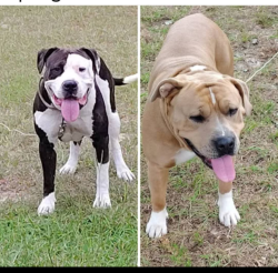 Lost Male Dog last seen Mcarthur Road and 295, Fayetteville, NC 28311