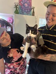 Lost Male Cat last seen Penola street , Preston, VIC 3072
