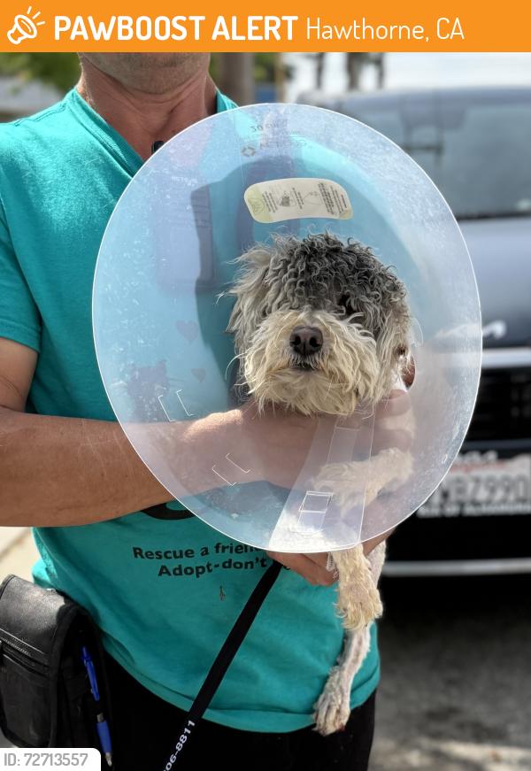 Found/Stray Male Dog last seen Imperial Hwy and Inglewood, Hawthorne, CA 90250