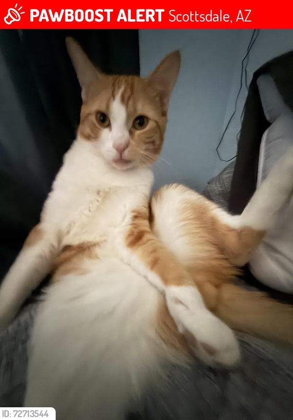 Lost Male Cat last seen Thompson peak, 104th st, Scottsdale, AZ 85255