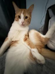 Lost Male Cat last seen Thompson peak, 104th st, Scottsdale, AZ 85255