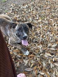 Found/Stray Female Dog last seen New Haven and old chemstrand , Cantonment, FL 32533