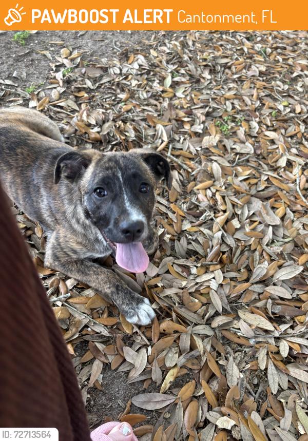 Found/Stray Female Dog last seen New Haven and old chemstrand , Cantonment, FL 32533