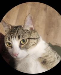 Lost Male Cat last seen Near parkhill drive, Dayton, OH 45406