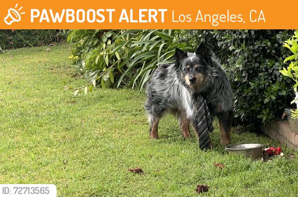 Found/Stray Unknown Dog last seen Mammoth Ave and victory blvd , Los Angeles, CA 91401