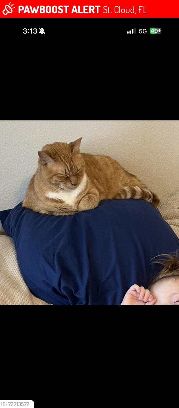 Lost Female Cat last seen Narcoossee rd, St. Cloud, FL 34771
