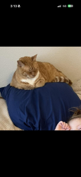 Lost Female Cat last seen Narcoossee rd, St. Cloud, FL 34771