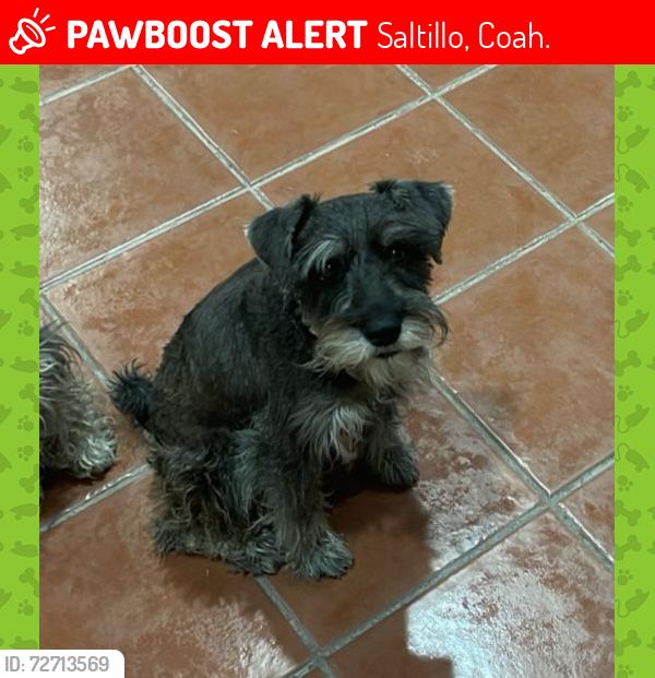 Lost Male Dog last seen Blv. Moctezuma, Blv. Pedro Figueroa., Saltillo, Coah. 