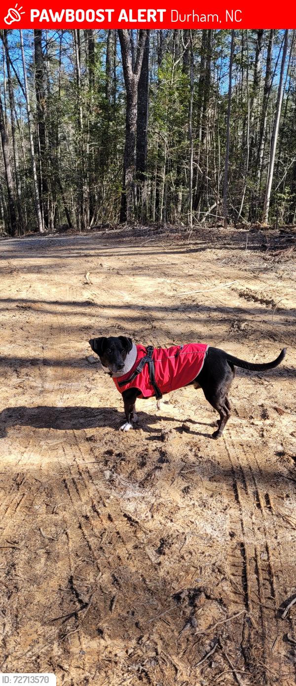 Lost Male Dog last seen Fayetteville st. Durham, Durham, NC 27713