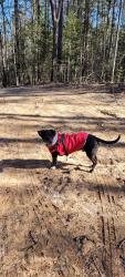 Lost Male Dog last seen Fayetteville st. Durham, Durham, NC 27713