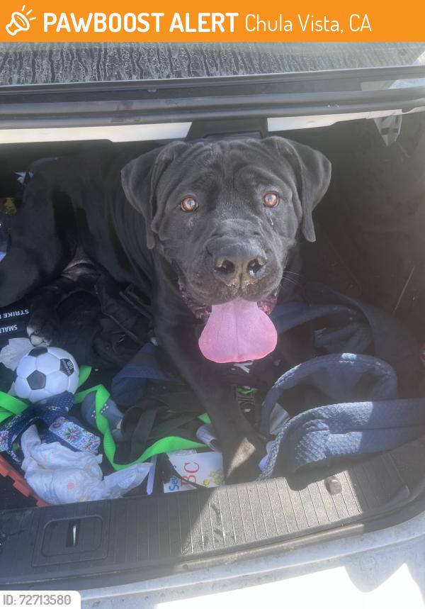 Found/Stray Male Dog last seen Lower Otay Lake side of road, Chula Vista, CA 91915