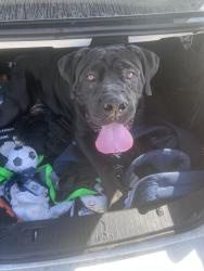Found/Stray Male Dog last seen Lower Otay Lake side of road, Chula Vista, CA 91915