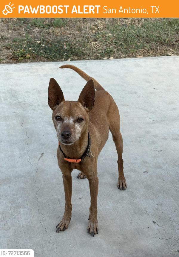 Found/Stray Male Dog last seen Blackmore leap, San Antonio, TX 78245