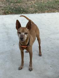 Found/Stray Male Dog last seen Blackmore leap, San Antonio, TX 78245